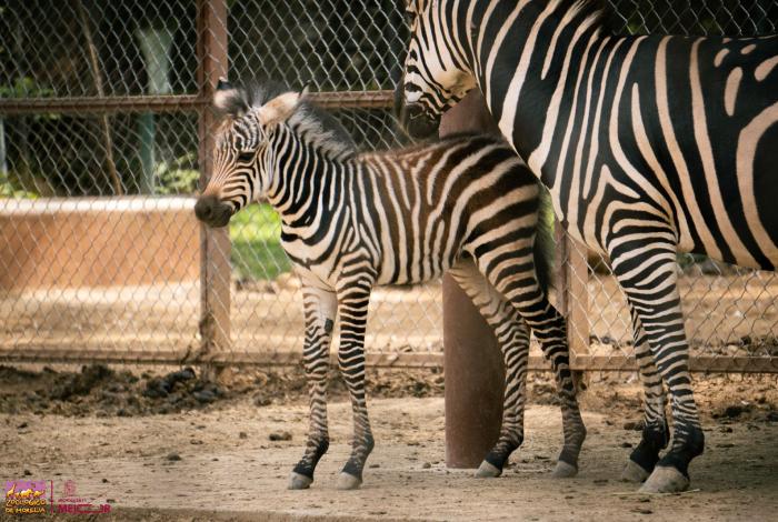Conoce al nuevo bebé del Zoo: es un macho de cebra de Grant ¡precioso!