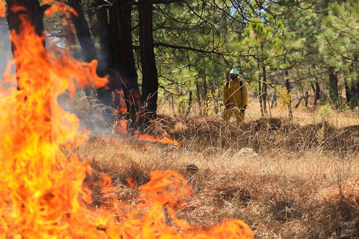 Continúan trabajos de control del fuego en incendio en Cotija; piden evitar la zona