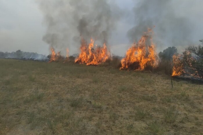 Controlado el incendio forestal registrado en Coalcomán: Cofom