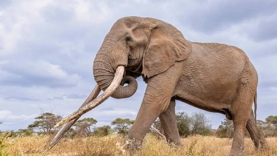 Craig: Fallece uno de los últimos elefantes supercolmillo en África