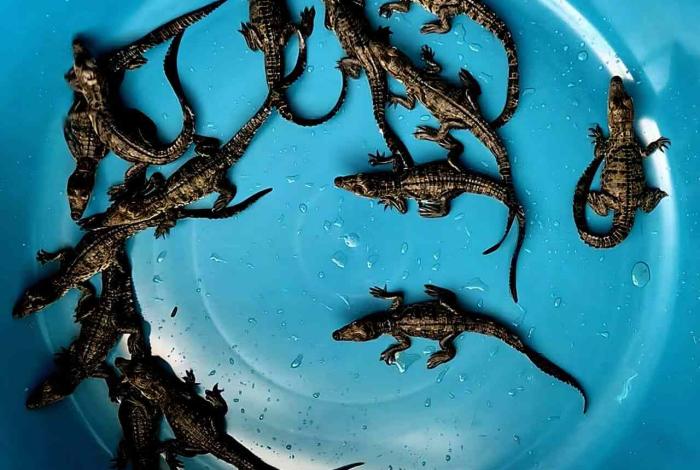 Crónica | Amor por la naturaleza, rescatan 15 crías de cocodrilo en Lázaro Cárdenas