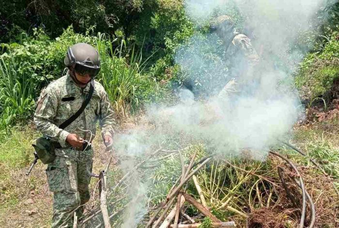 Crónica| Hierba, minas y campamento abandonado, tres hallazgos en el corazón caliente de Michoacán