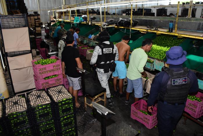 Crónica| Operación “Paricutín” refuerza la seguridad en empacadoras de limón en Apatzingán