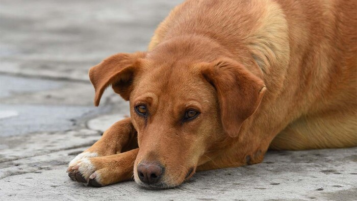 Crueldad animal cometida por menores, aumentó 100% desde 2018: AnimaNaturalis