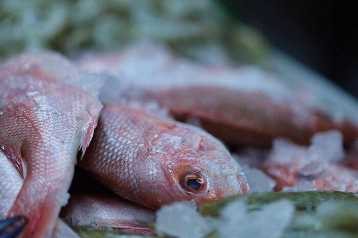 Cuaresma 2025: compra a bajo costo pescado fresco directo de productores michoacanos