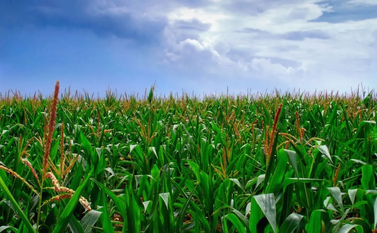Darán apoyo económico a productores de maíz