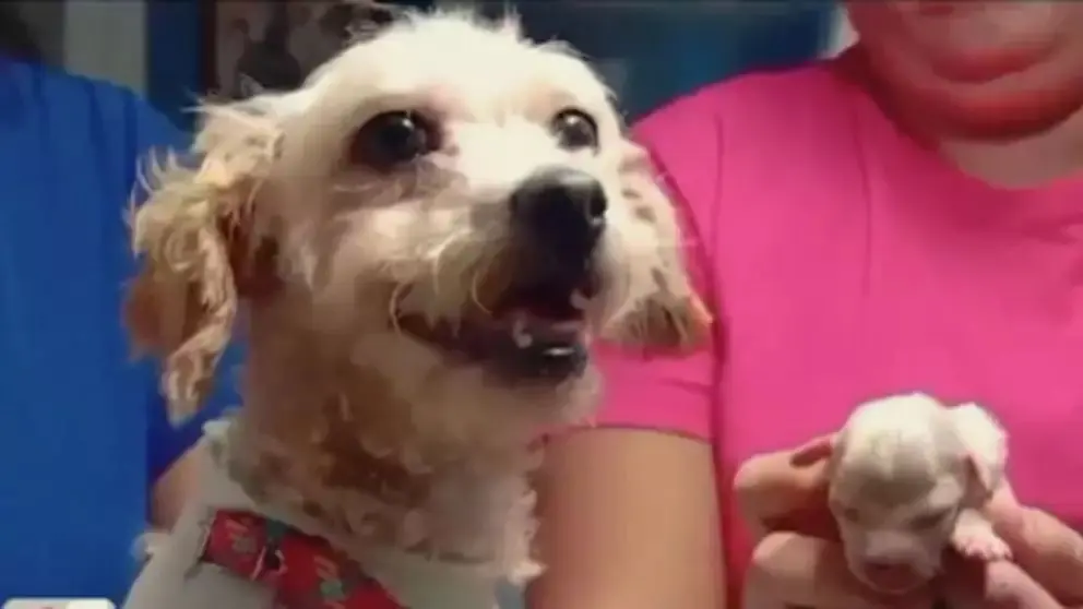 De la tragedia al calor del hogar: Cereza y su perrito fueron adoptados juntos