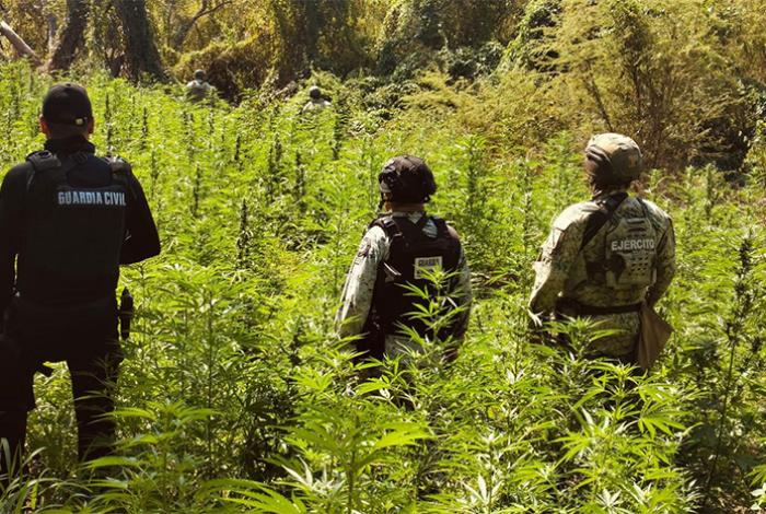 Defensa, SSP y GN destruyen plantío con más de 6 mil plantas de marihuana en Buenavista