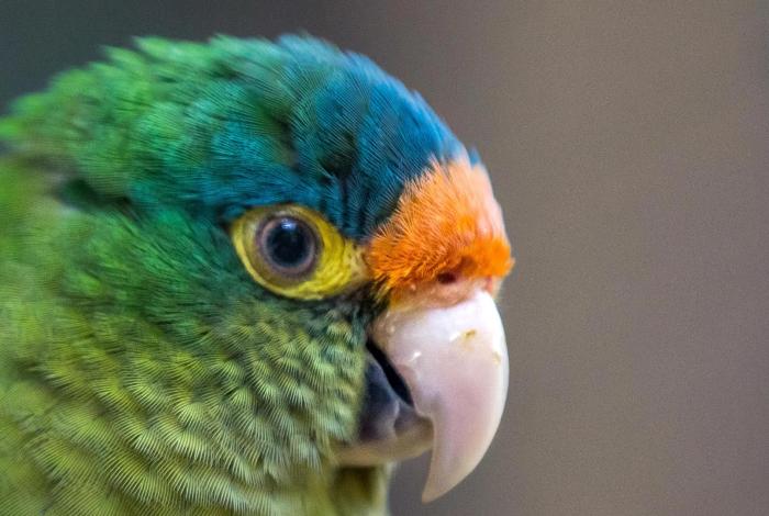 Demandarán a candidato a juez por presumir perico en peligro de extinción