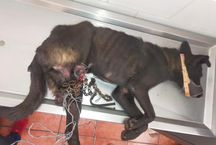🐕🐕‍🦺Denuncian casos de crueldad animal en Tarímbaro y Puruándiro🐕‍🦺🐕