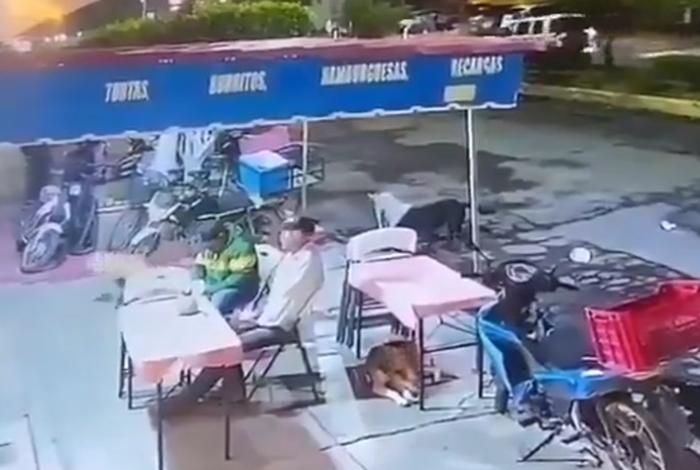 Denuncian en redes presunto ataque con agua hirviendo contra dos perros en Tanhuato; Fiscalía los resguarda