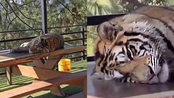 Denuncian reserva en Mazamitla por drogar tigres para que visitantes se tomen fotos con ellos