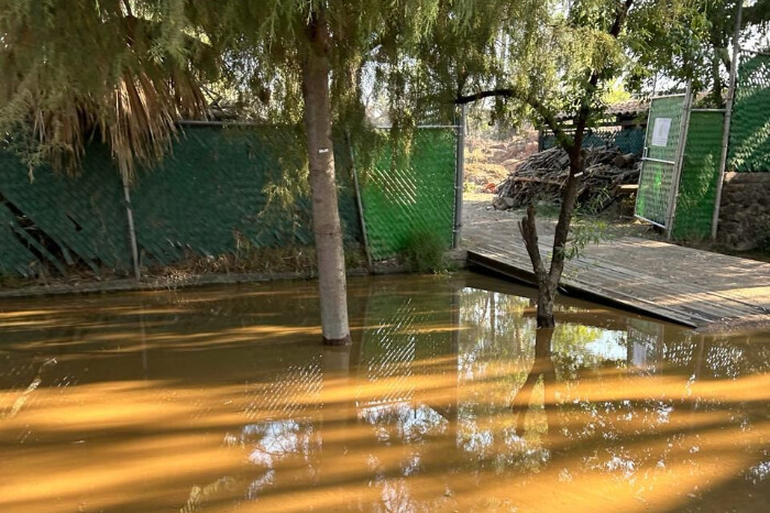 Descarga del OOAPAS inunda la parte norte del Zoo de Morelia; afectados, 50 ejemplares