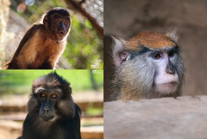Descubre el fascinante mundo de los pequeños primates en el Zoológico de Morelia