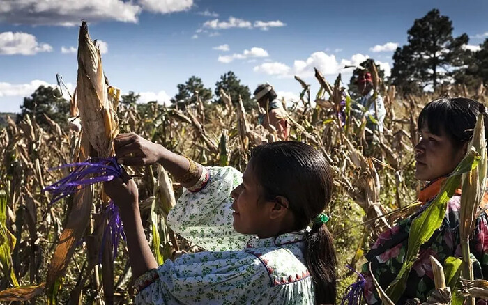 Descubre la Feria de las Lenguas Indígenas Nacionales 2024