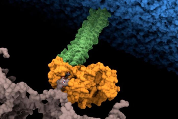 Descubren cómo atacar a una de las 15 superbacterias más peligrosas del mundo