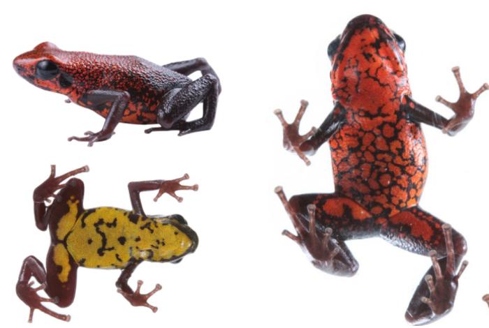 Descubren en Ecuador una especie "desconcertante" de rana venenosa amenazada