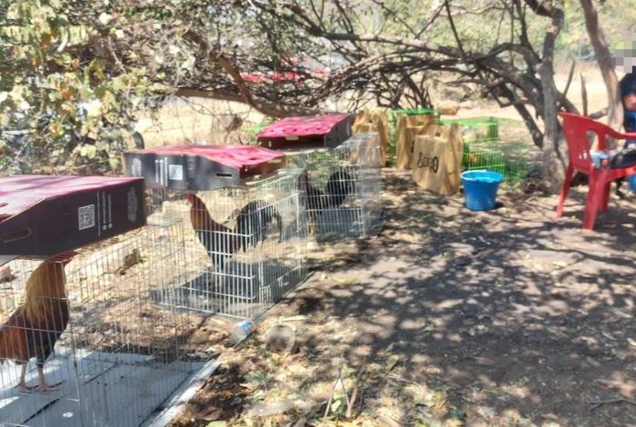 Desmantelan palenque clandestino en Parácuaro