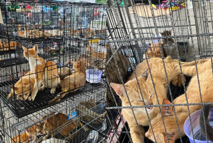Desmantelan red criminal en Vietnam que traficaba cientos de gatos para consumo humano