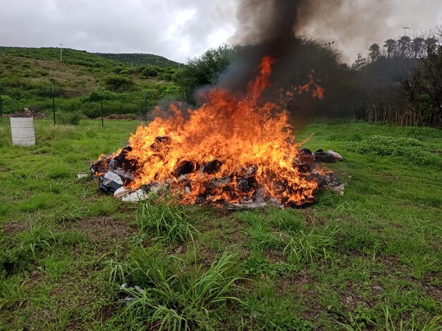 Destruyen droga y piscotrópicos