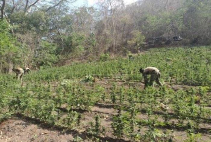Destruyen plantío de m0t4 en Arteaga