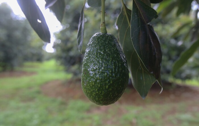 Detectan a menores trabajando en huertas de aguacate en Michoacán