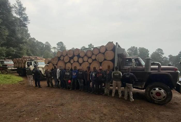 Detenidos en Senguio 10 hombres con rollos de madera ilegal: SSP