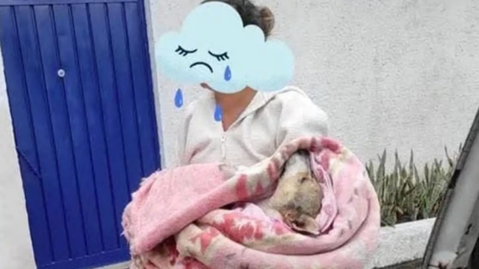 Detienen al dueño de “Baileys” luego de que en redes sociales evidenciaran extremo maltrato hacia el perrito