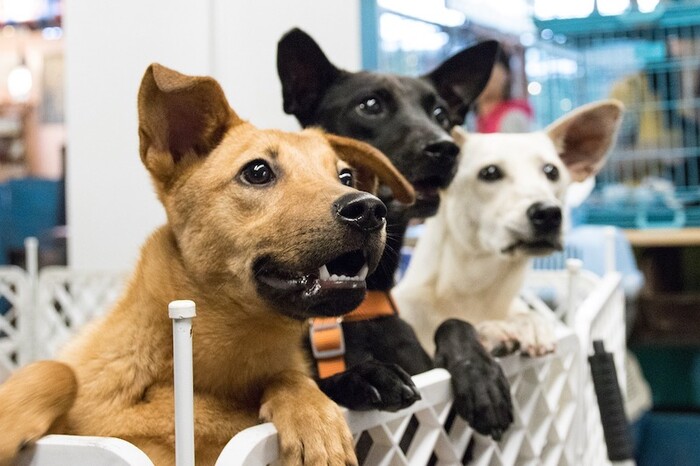 Día del Rescatista Animal: La adopción como método de rescate animal