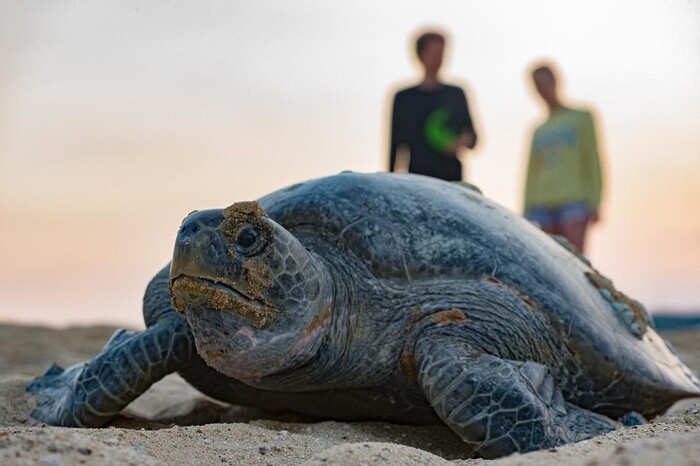 Día Internacional de la Tortuga: estas son las 3 especies que llegan a Michoacán