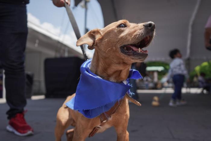 Día Mundial del Perro, entre la celebración y reflexión sobre su cuidado