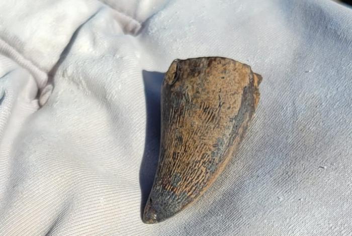 Diente de dinosauro marino revela que también pudo vivir en aguas dulces