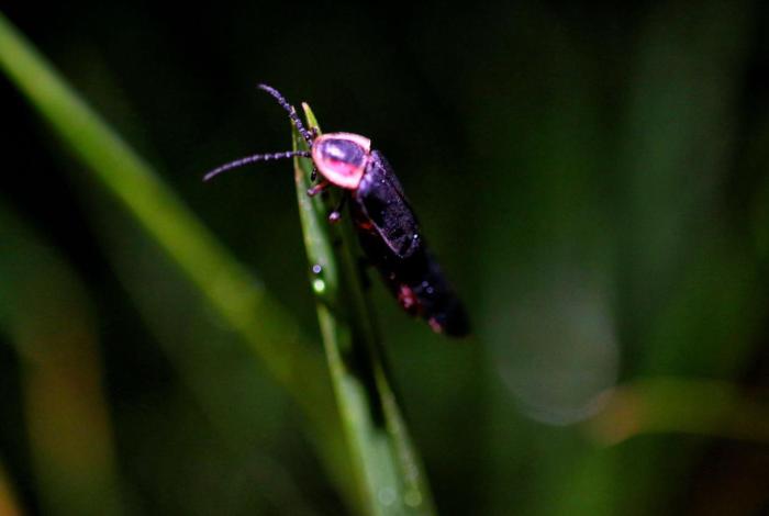 Disfruta la magia de las luciérnagas este verano en Michoacán: Sectur