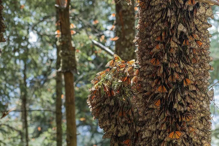 Disfruta los últimos días de descanso en santuarios de la monarca en Michoacán