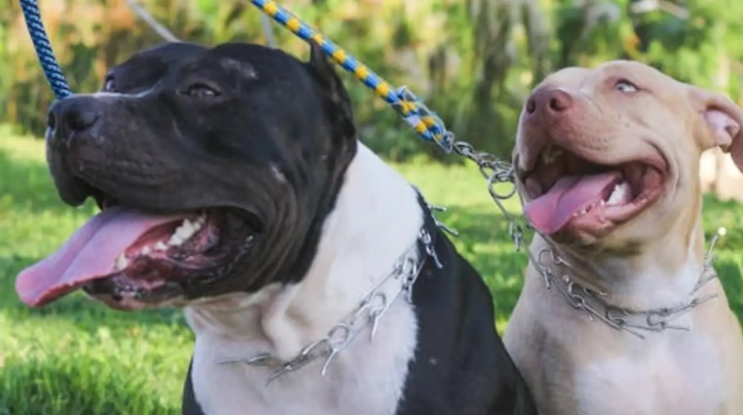 Dos perros mueren al defender a su dueño durante violento ataque en Ciudad Juárez