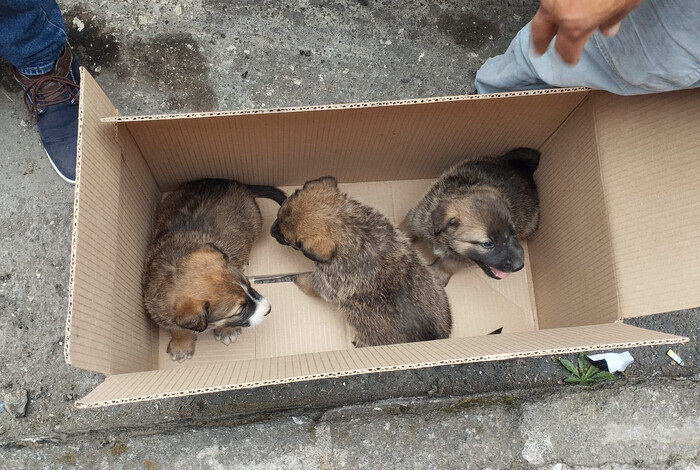 Durante operativo del Día de Reyes, aseguran cinco cachorritos en Morelia