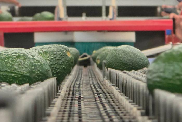 EE.UU. reactiva trabajos de inspectores de aguacate en Michoacán tras refuerzo de seguridad