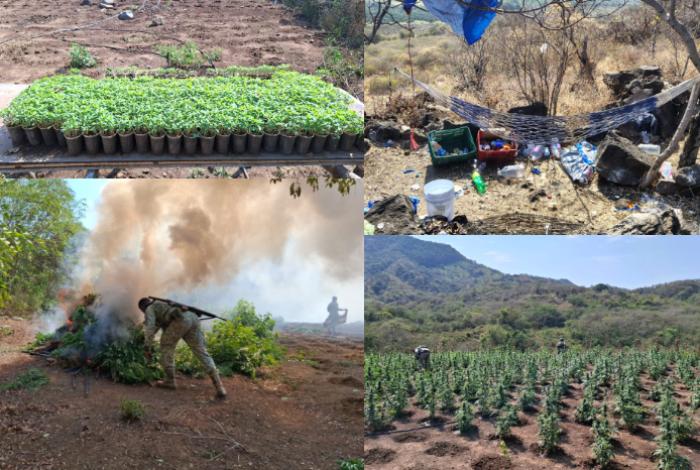 Ejército y Guardia Nacional desmantelan plantío de marihuana de 600 metros cuadrados en Apatzingán