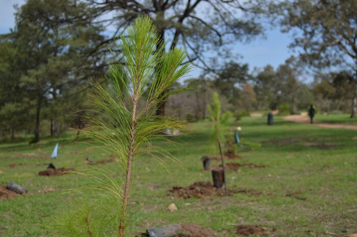 El árbol es el amigo silencioso de la humanidad: Secma