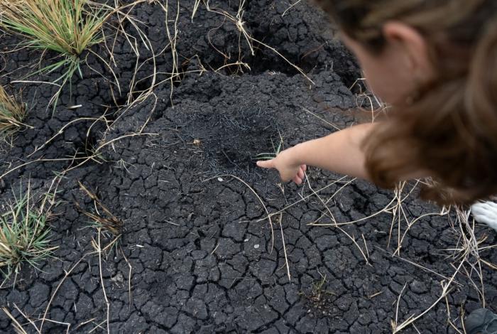 El calor toma la ciudad mientras la fauna pierde libertad
