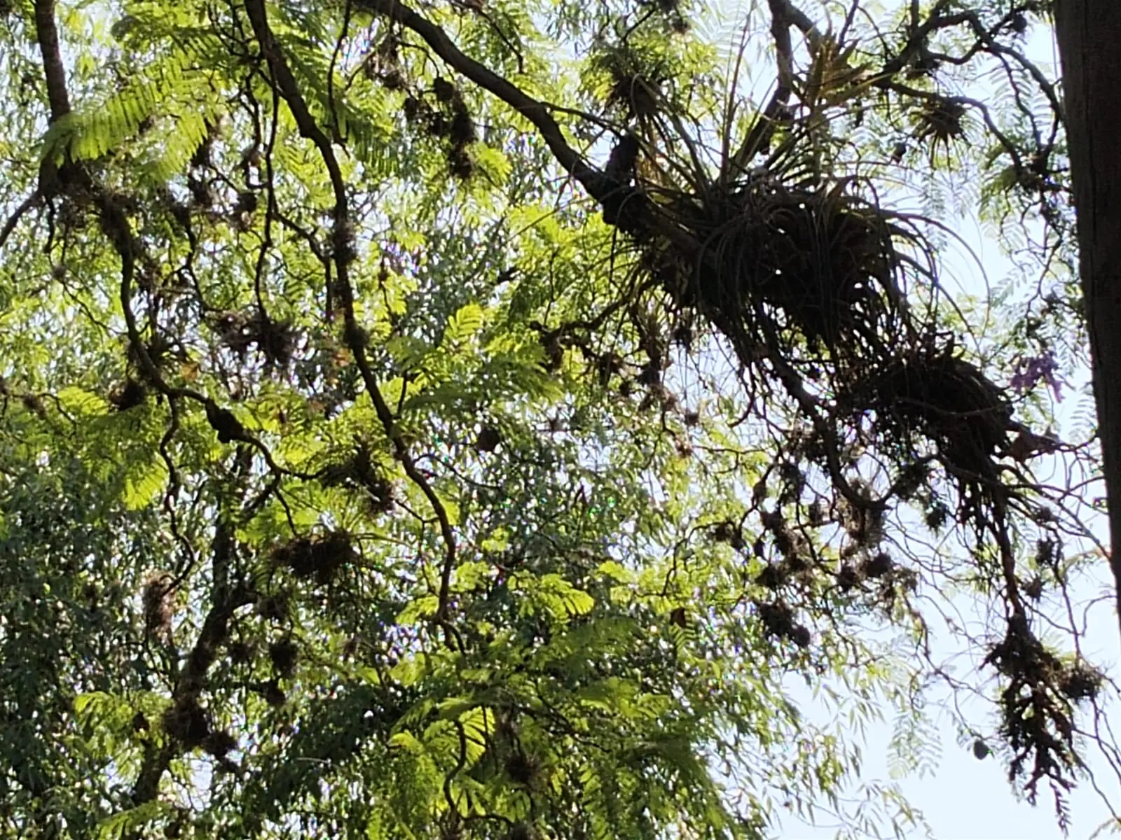 “El Heno Mota” Asfixia el Pulmón de Morelia