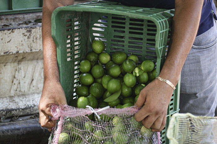 El kilo de limón, en 4 pesos en Tianguis Limonero de Apatzingán