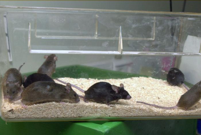 El microbioma intestinal de las ratas está determinado por genes ajenos, según un estudio