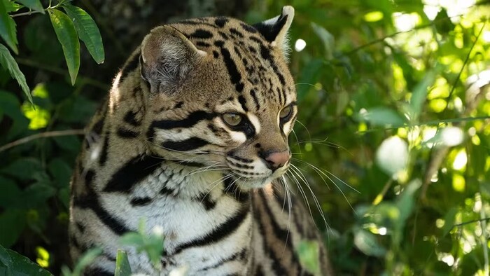 El ocelote: un felino cautivador en peligro de extinción