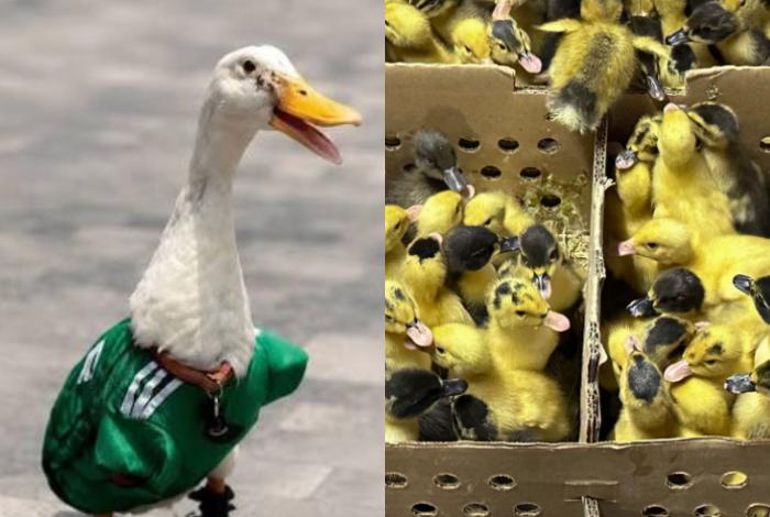 El pato Merlín, la moda del Mundial que preocupa a los animalistas en México