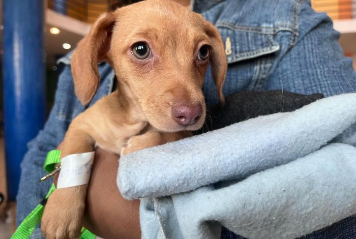 El próximo martes, jornada de esterilización de suaves lomitos en la comunidad de Tzirio, en Los Reyes