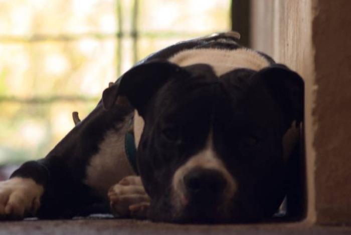 El uso de pólvora afecta a fauna silvestre y doméstica: Secma