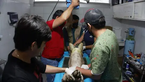 El Zoológico de Morelia reporta grave de salud a puma capturado en Pátzcuaro