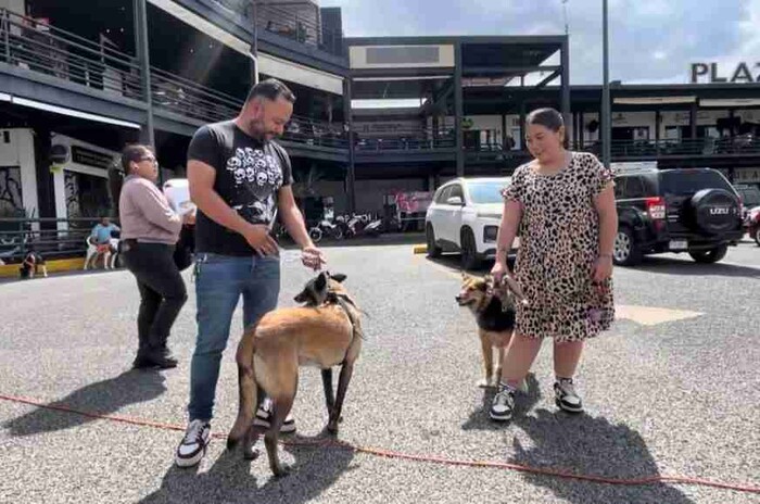 ”Ellos nos cambiaron la vida”: Fabiola y Humberto, adoptantes de perritos