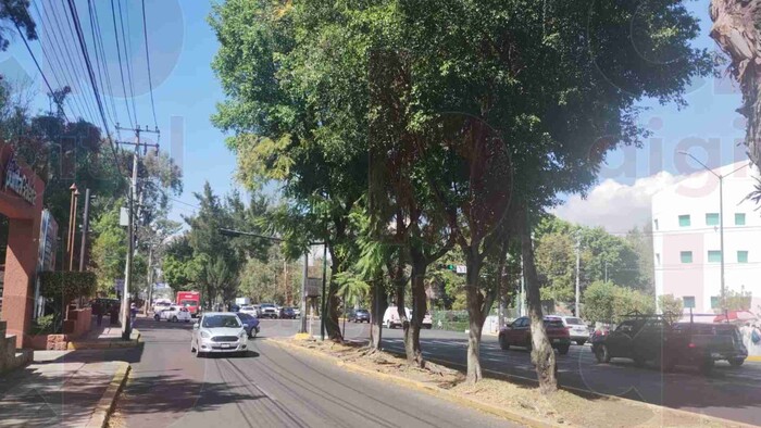 En 2024, se intervinieron casi los 7 mil árboles plagados, en Morelia